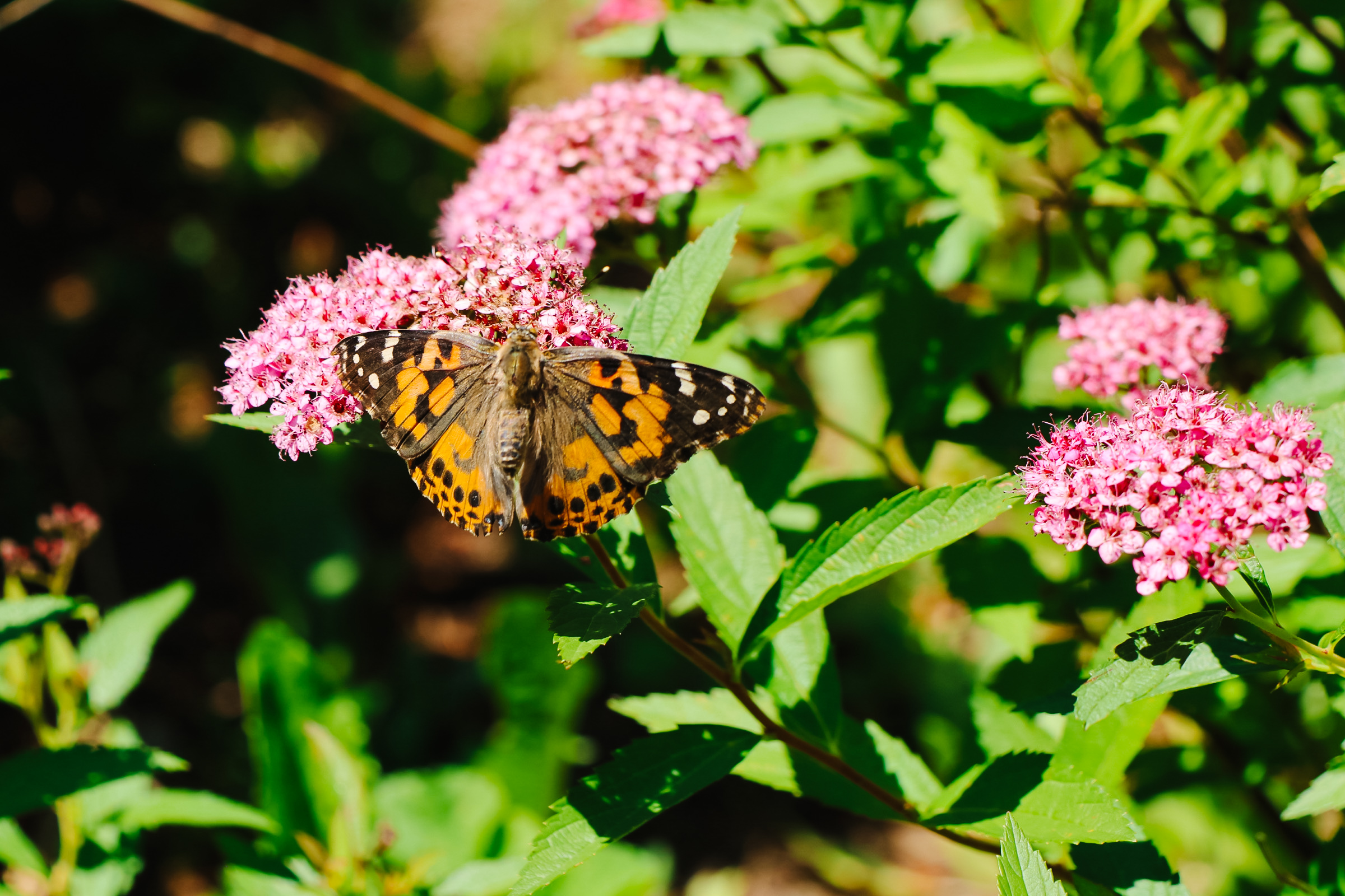 Help Us Continue the Butterfly Mission